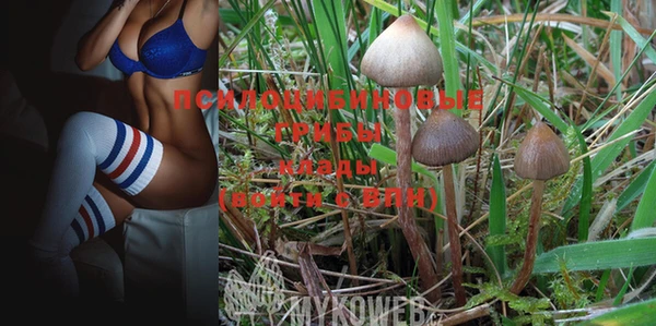 PSILOCYBIN Волосово